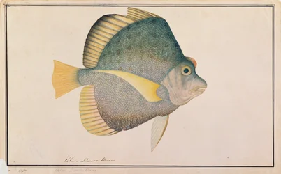 Gefleckter Sichelfisch, aus Zeichnungen von Fischen von Malakka, ca. 1805-18